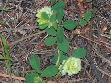 Trifolium nigrescens, Medicago lupulina, Trifolium campestre